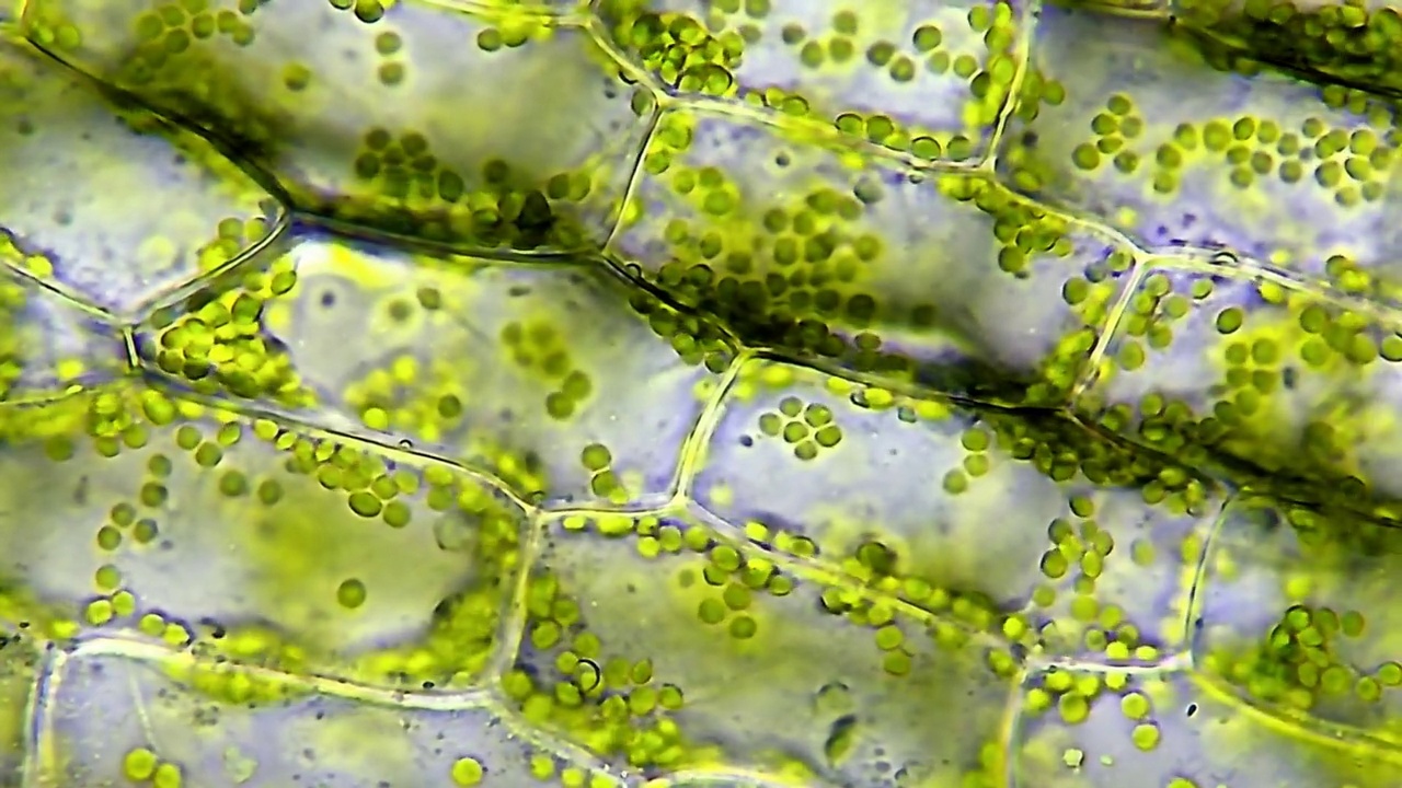 水植物的叶细胞。显微镜放大40倍视频下载