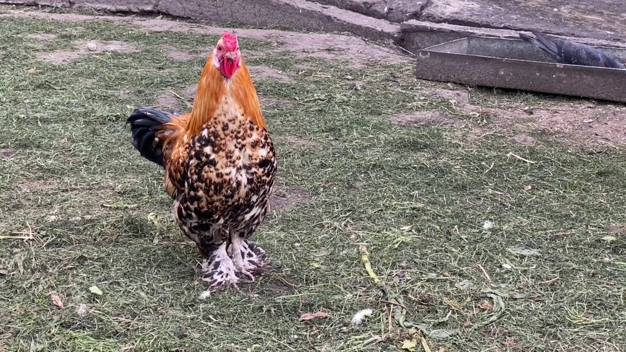 农场里可爱的矮脚鸡。视频素材