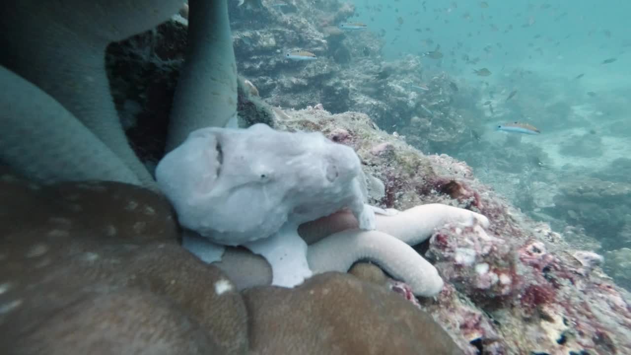 罕见的白色琵琶鱼水下蛙鱼视频素材