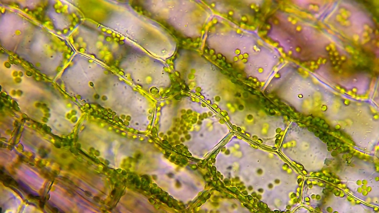水植物的叶细胞。显微镜放大40倍视频素材