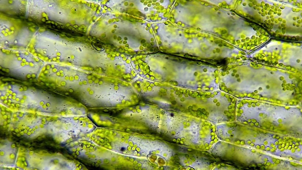 水生植物叶细胞结构视频素材