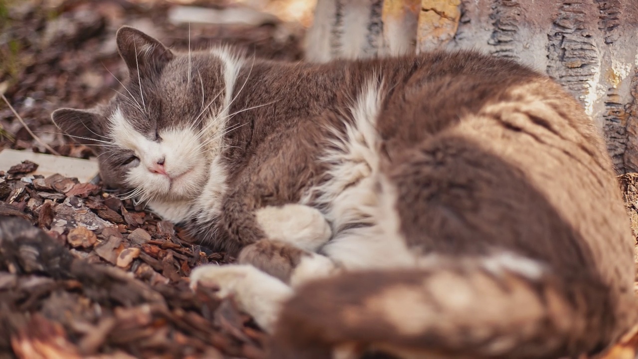 可爱的猫睡在户外视频素材