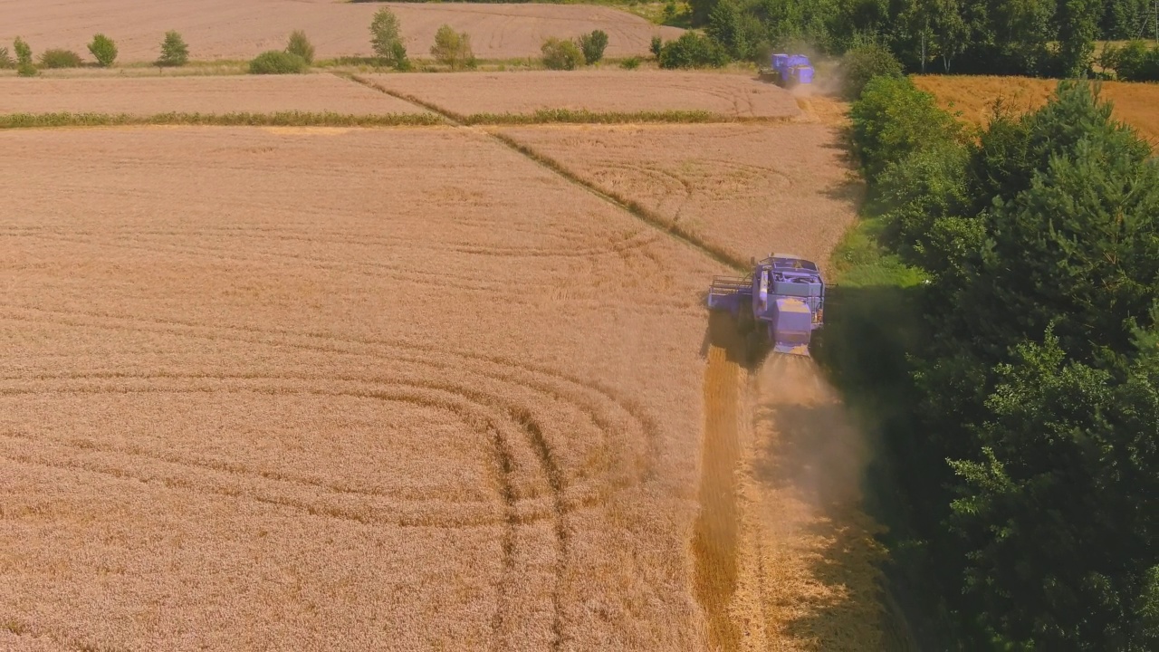 日落时分在麦田里工作的收割机。割草机收集成熟的小麦。金色田野里成熟的麦穗。视频素材