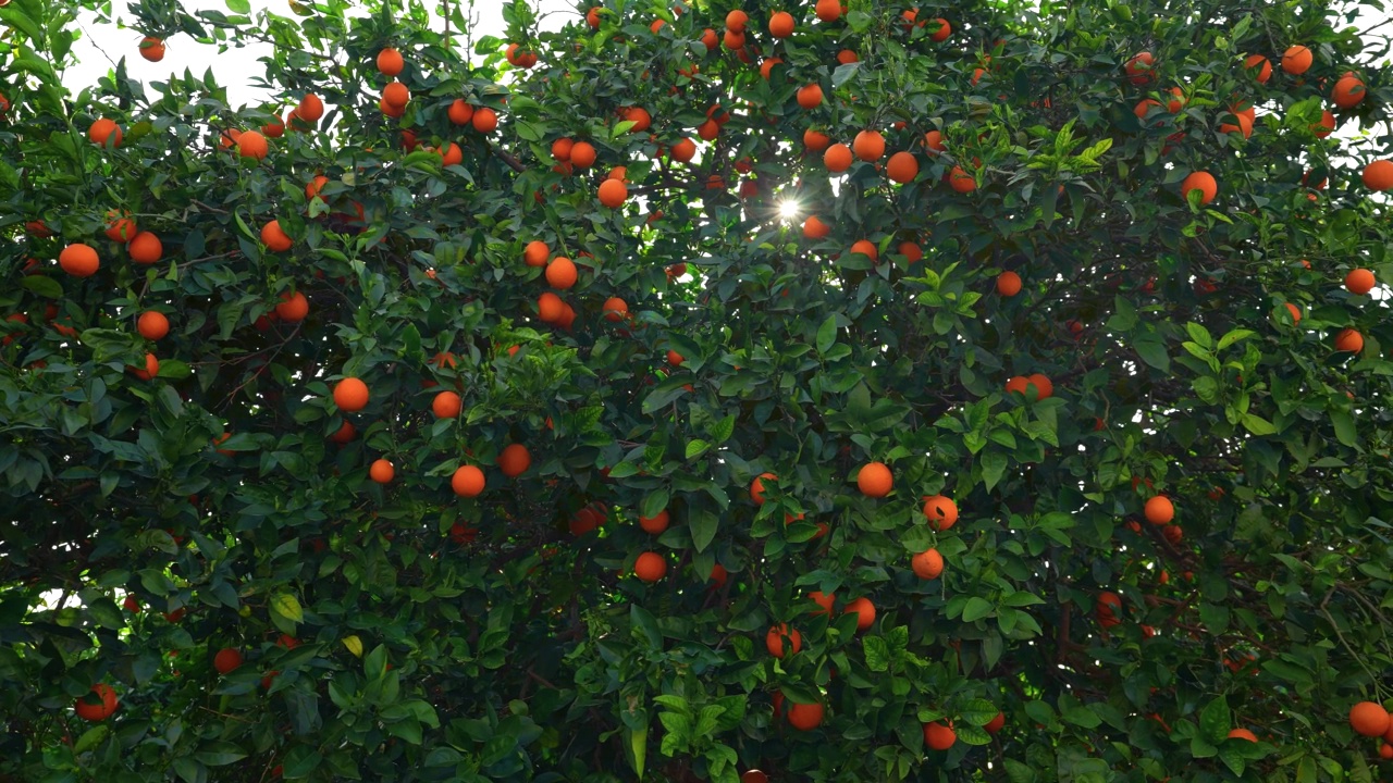 成熟的橘子挂在橘子树的树枝上。阳光透过树枝照射进来。视频素材