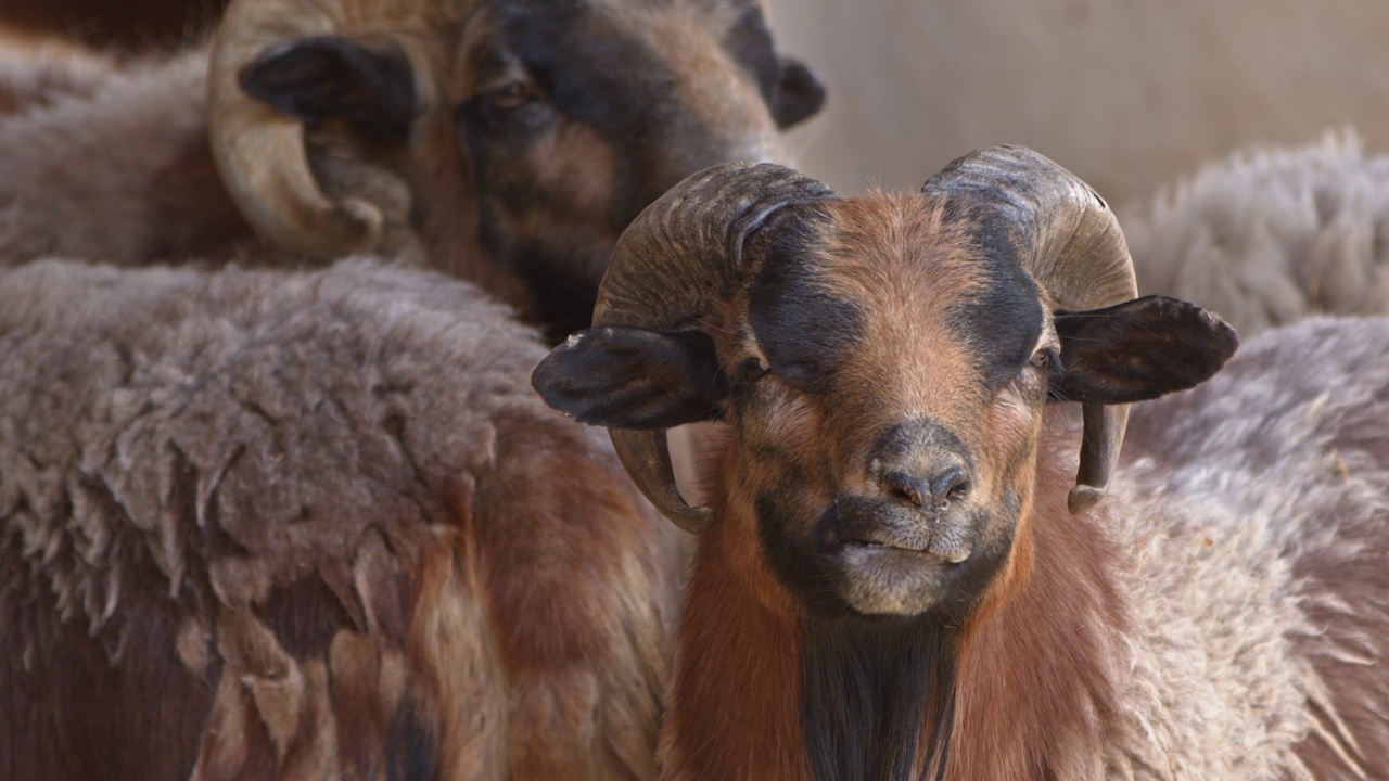 哺乳动物谷仓里的绵羊视频素材