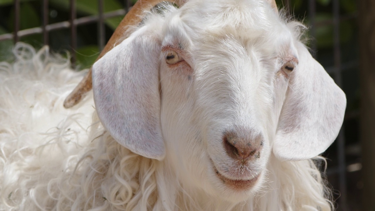 哺乳动物谷仓里的绵羊视频素材