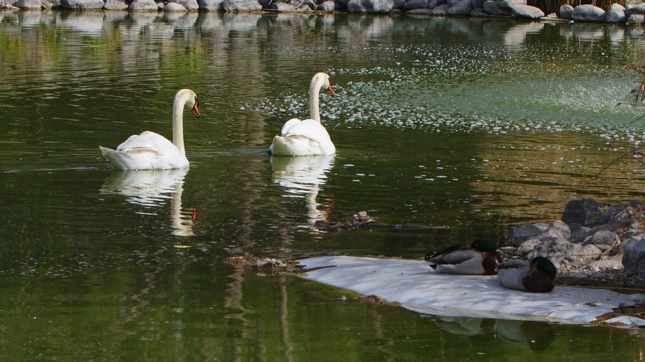 绿湖水中的白天鹅视频素材