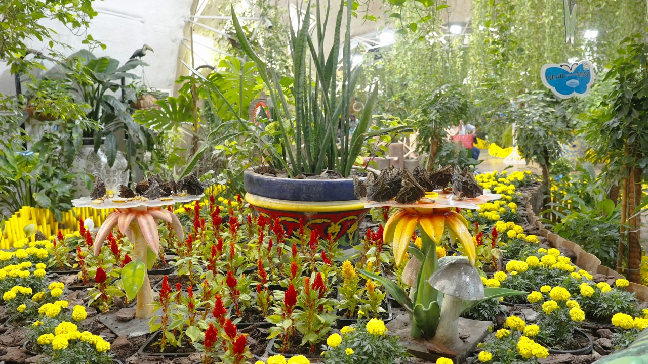 在阿联酋迪拜的蝴蝶花园里，五颜六色的花朵和植物视频下载