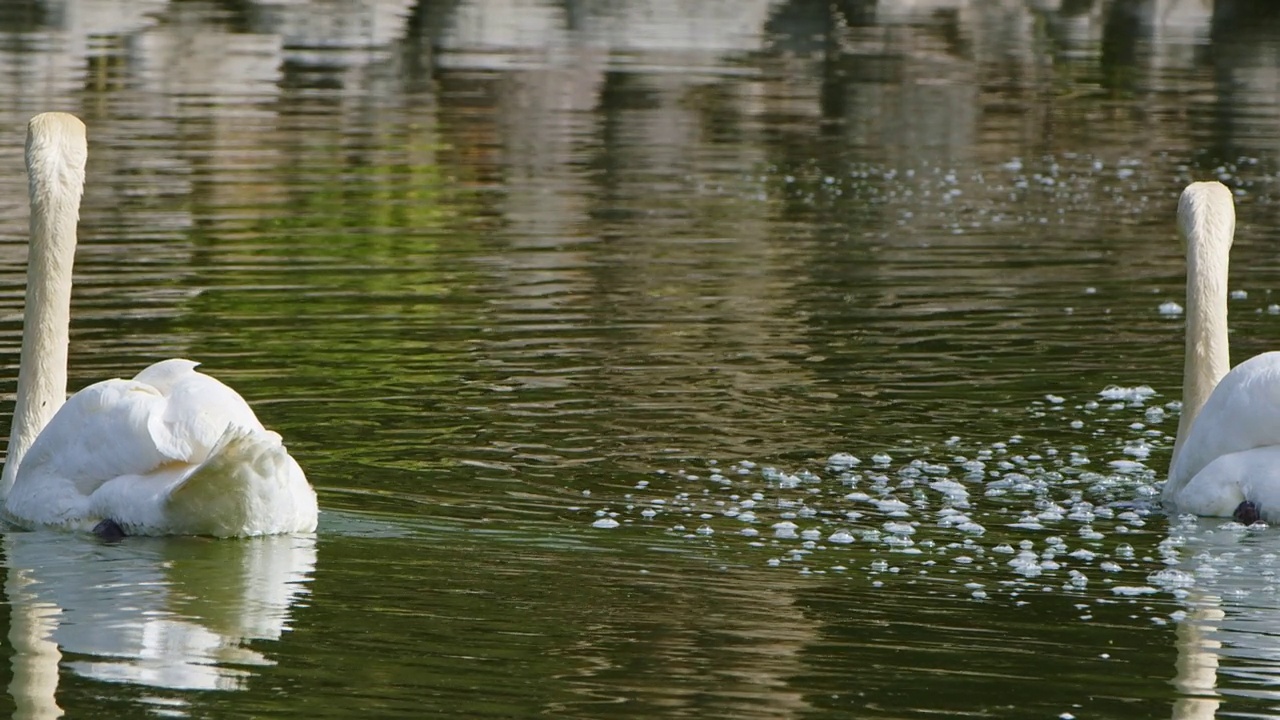 绿湖水中的白天鹅视频素材