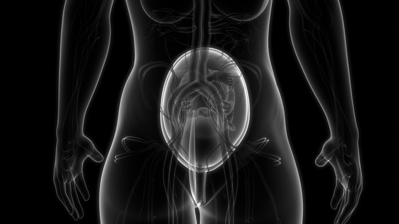 人类胎儿胎儿子宫解剖动画概念视频下载