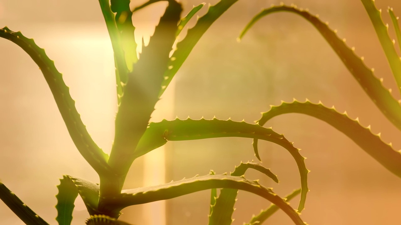 阳光明媚的日子里芦荟植物的特写。浅深度。这种药用植物用于美容视频素材