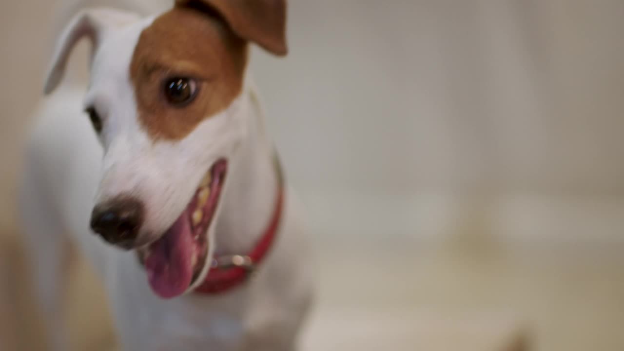 杰克罗素梗狗的表情和微笑。视频素材