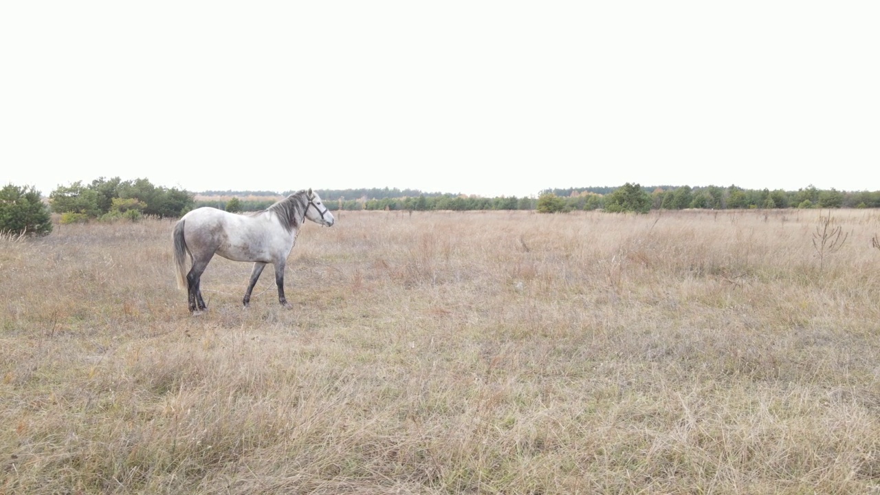 秋天田野里的马，慢动作视频素材