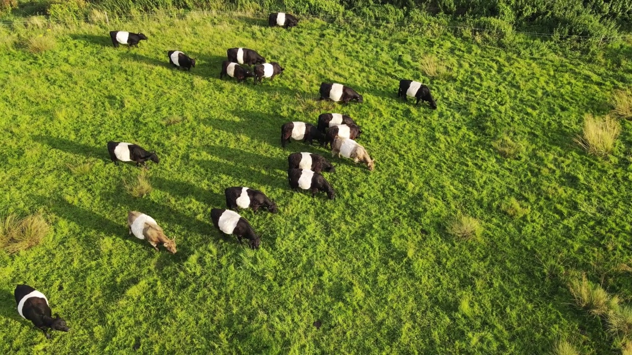 无人机拍摄美丽的双色黑白奶牛。有条纹的牛在草地上吃草视频素材