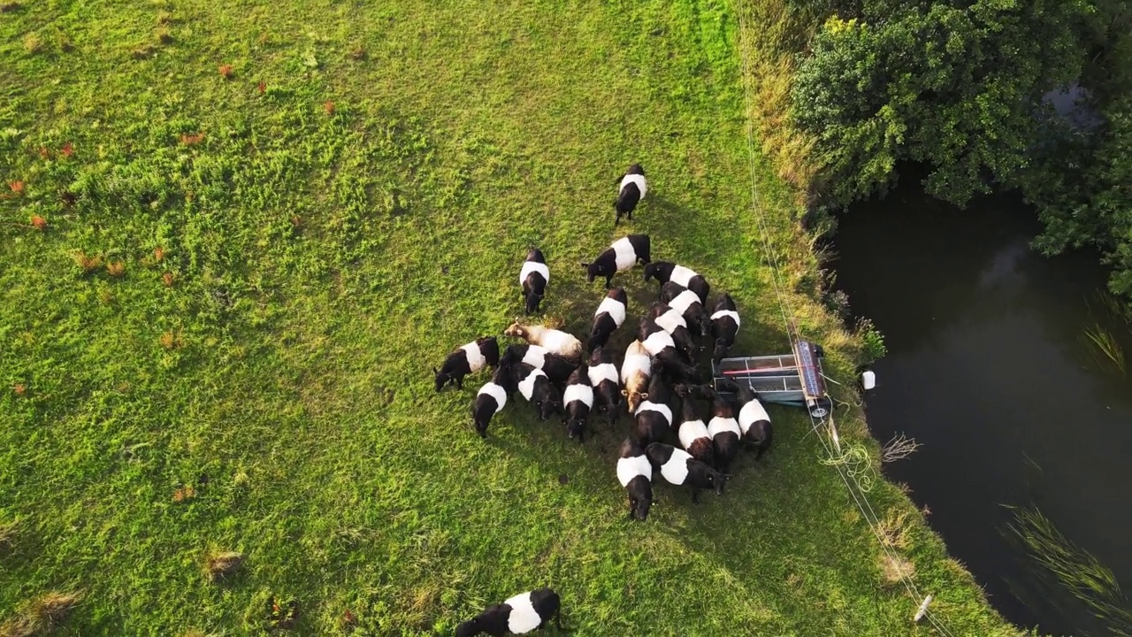 无人机拍摄美丽的双色黑白奶牛。有条纹的牛在草地上吃草视频素材