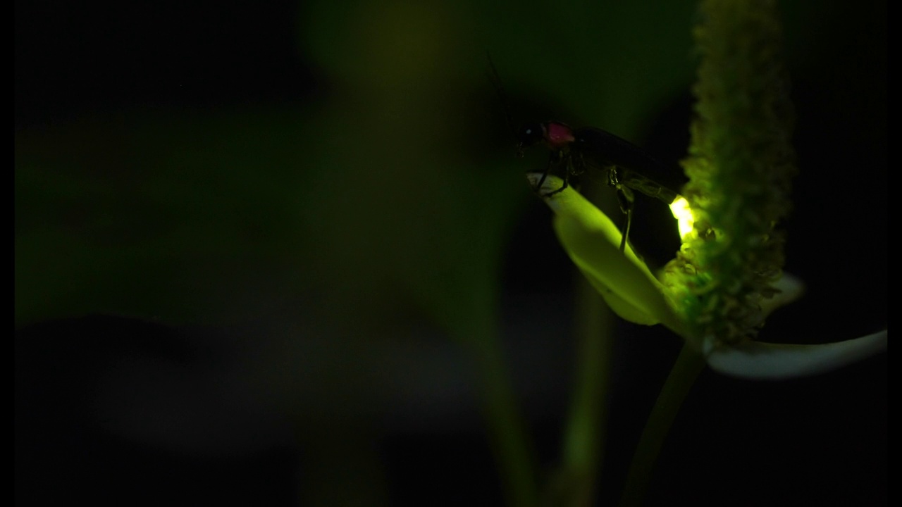 萤火虫栖息在一朵花上，拼命发光的4K视频。视频下载