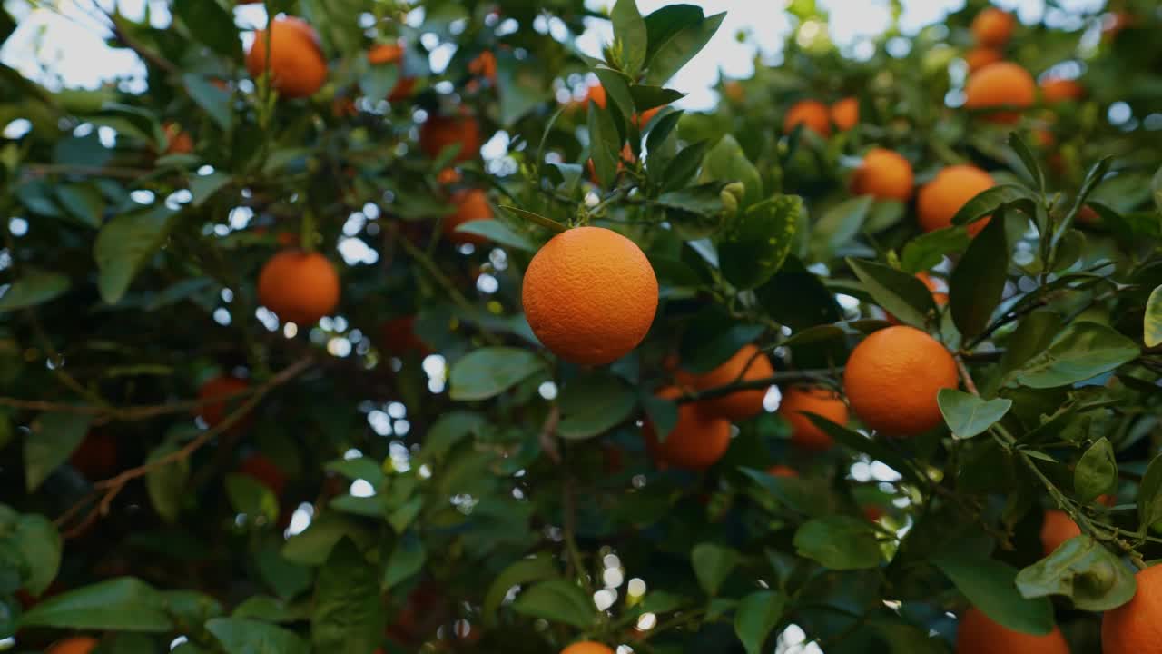 成熟的橘子挂在橘子树的树枝上视频素材