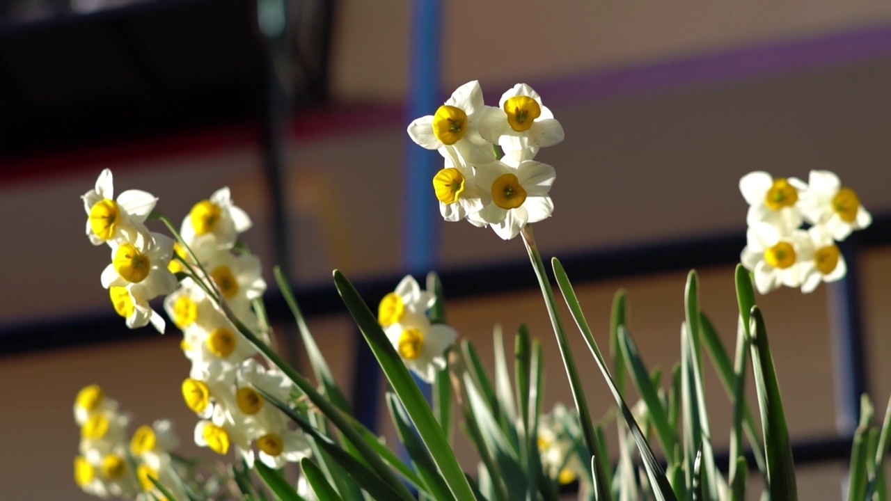 近距离拍摄的黄色水仙花在柔和的阳光下，也被称为水仙盛开在春天的马那利，喜马偕尔邦，印度视频下载