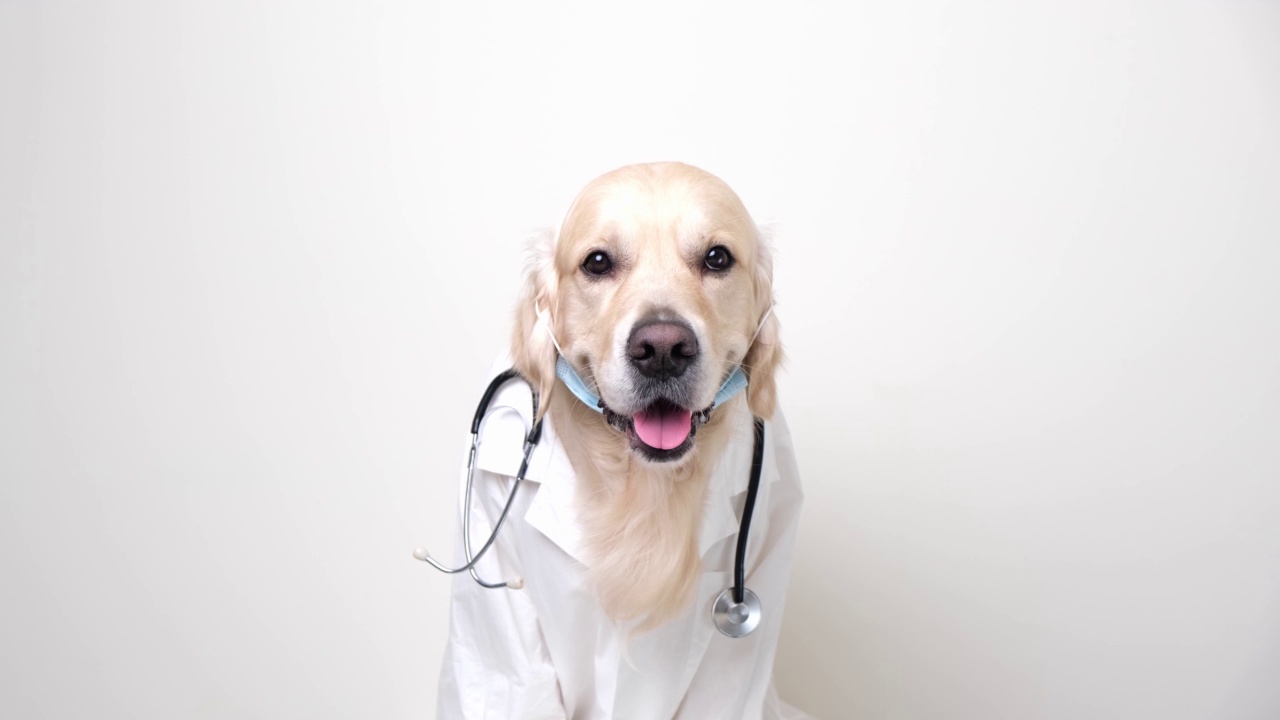 一只穿着白色外套的狗，白色背景上放着听诊器。金毛猎犬穿着医生，兽医的服装。医疗保健的概念视频下载