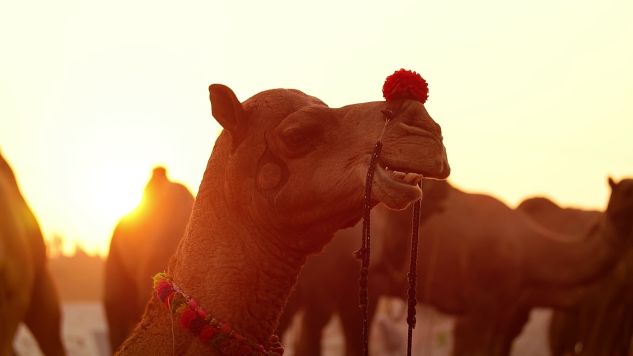 在印度拉贾斯坦邦的普什卡尔镇举行的一年一度的多日牲畜文化展览，也被称为普什卡尔骆驼展或当地的Kartik Mela。视频素材