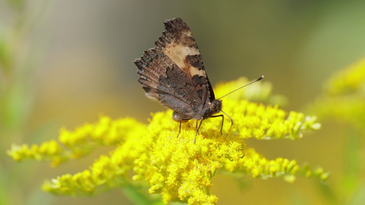 小玳瑁蝴蝶(Aglais urticae, Nymphalis urticae)是一种在欧亚大陆蛱蝶科的彩色蝴蝶。它是一种中等大小的蝴蝶，主要是红橙色的。视频素材