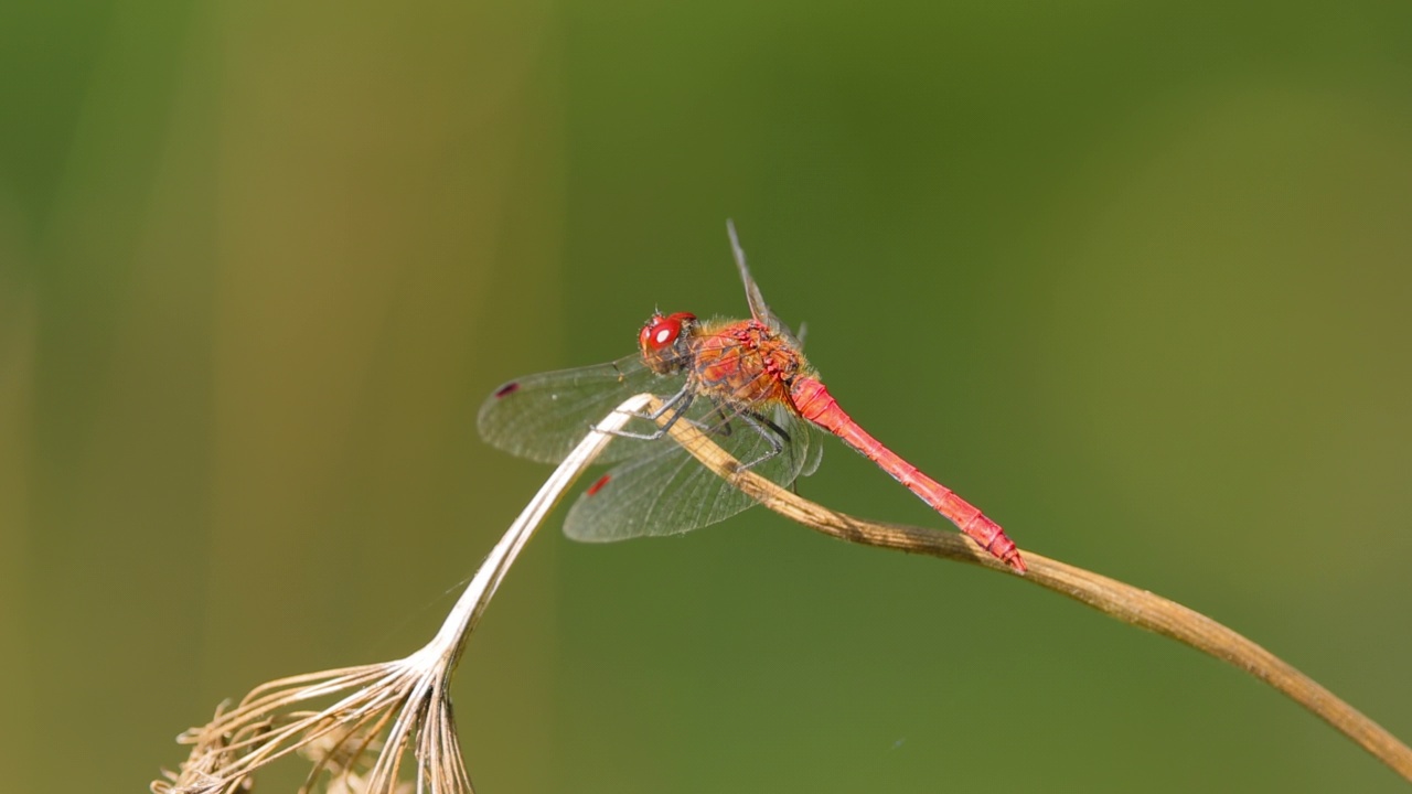 红蜻蜓(Crocothemis erythraea)是蜻蜓科的一种。它的常见名称包括宽猩红、普通猩红镖。视频素材