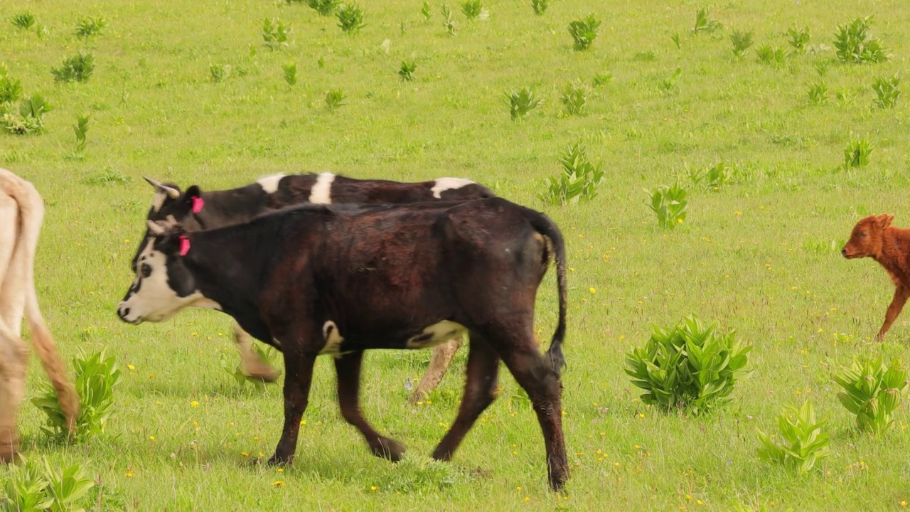 牛群一起在田野里吃草。奶牛冲进摄像机。视频素材