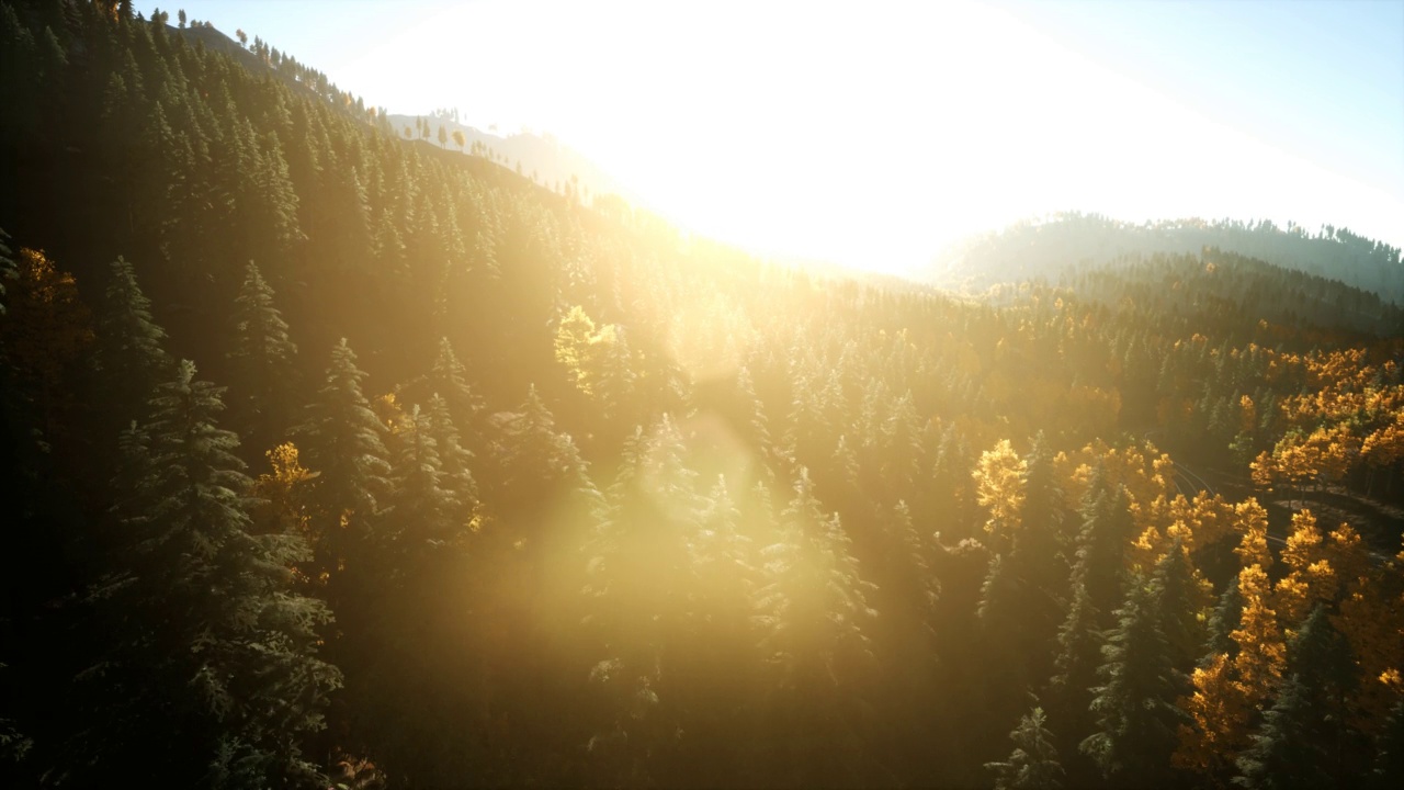 日落时分，无人机在山上的松树林上空观看视频素材