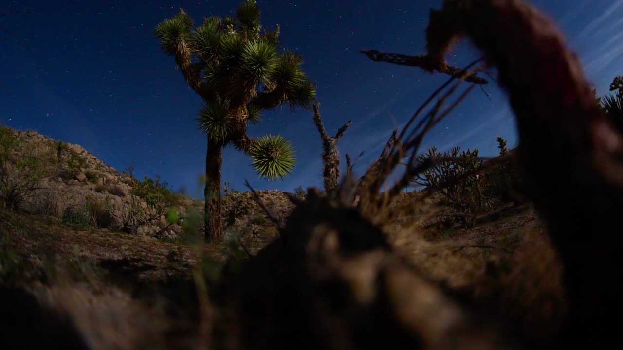 约书亚树沙漠夜空星星轨迹延时4K视频素材
