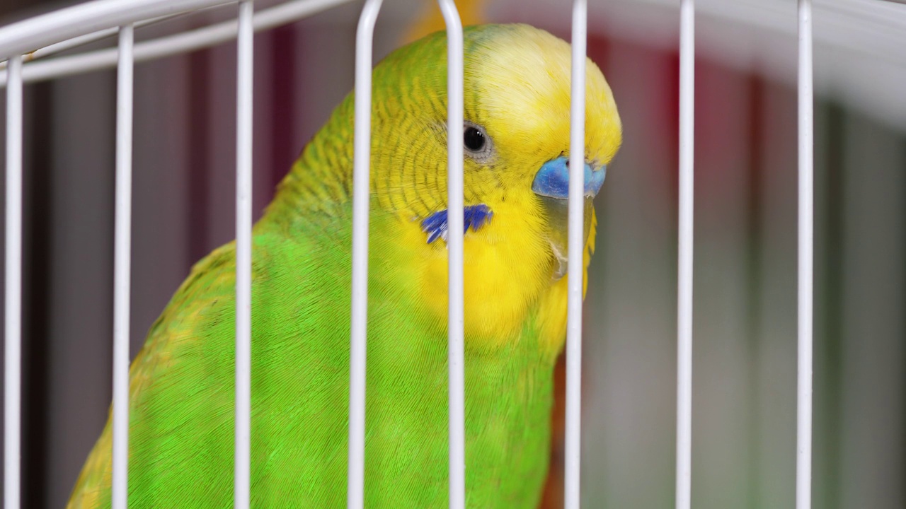 一只绿虎皮鹦鹉从笼子的栅栏后面看镜头的特写。选择性focus.Macro。家禽的宠物。国内鹦鹉成人视频素材
