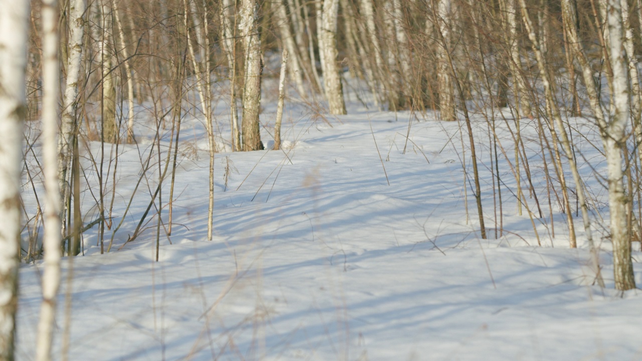 森林里白雪覆盖着白桦树的树荫视频素材