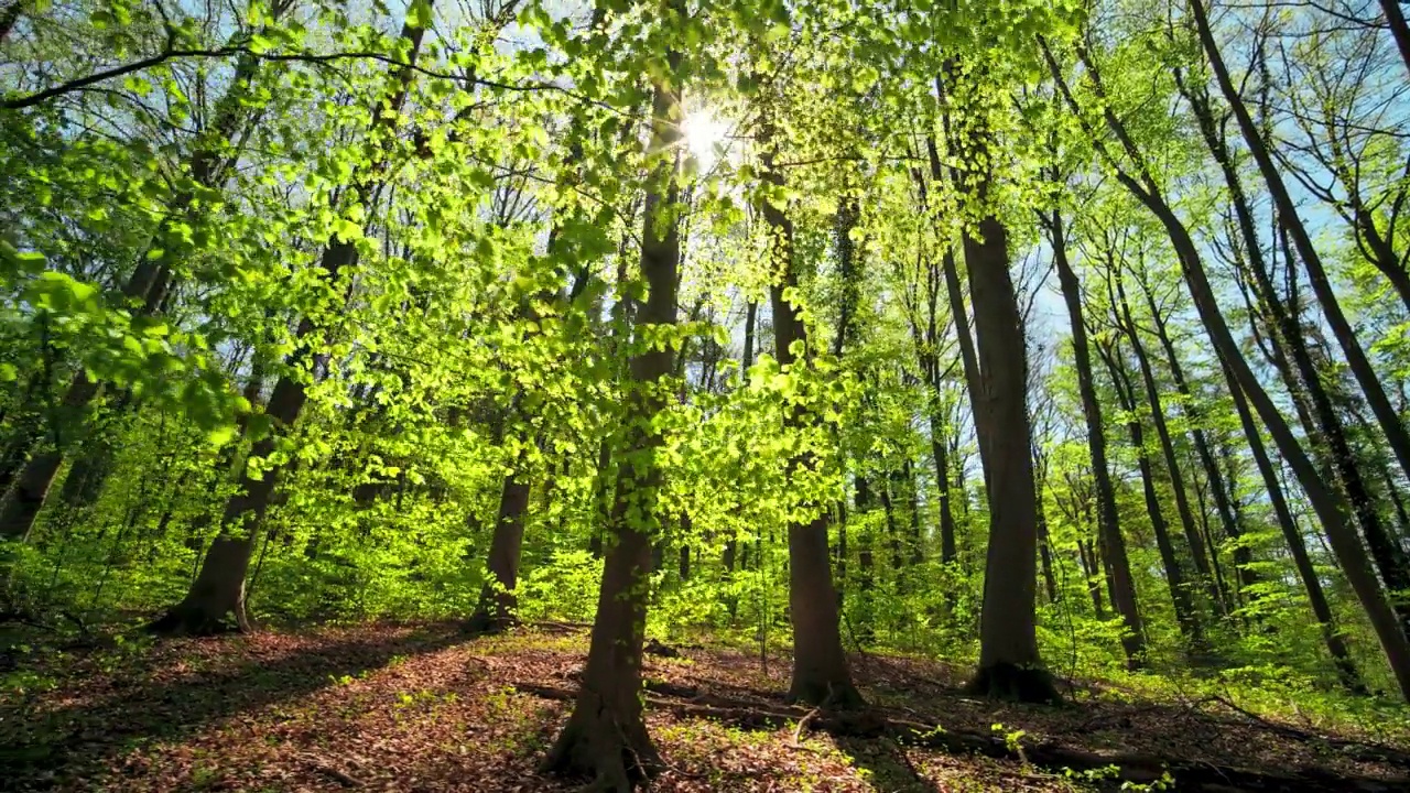 春天温暖的阳光照耀着美丽的绿色森林视频素材