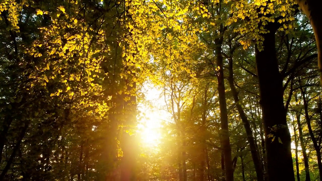 阳光透过树冠照射进来视频素材