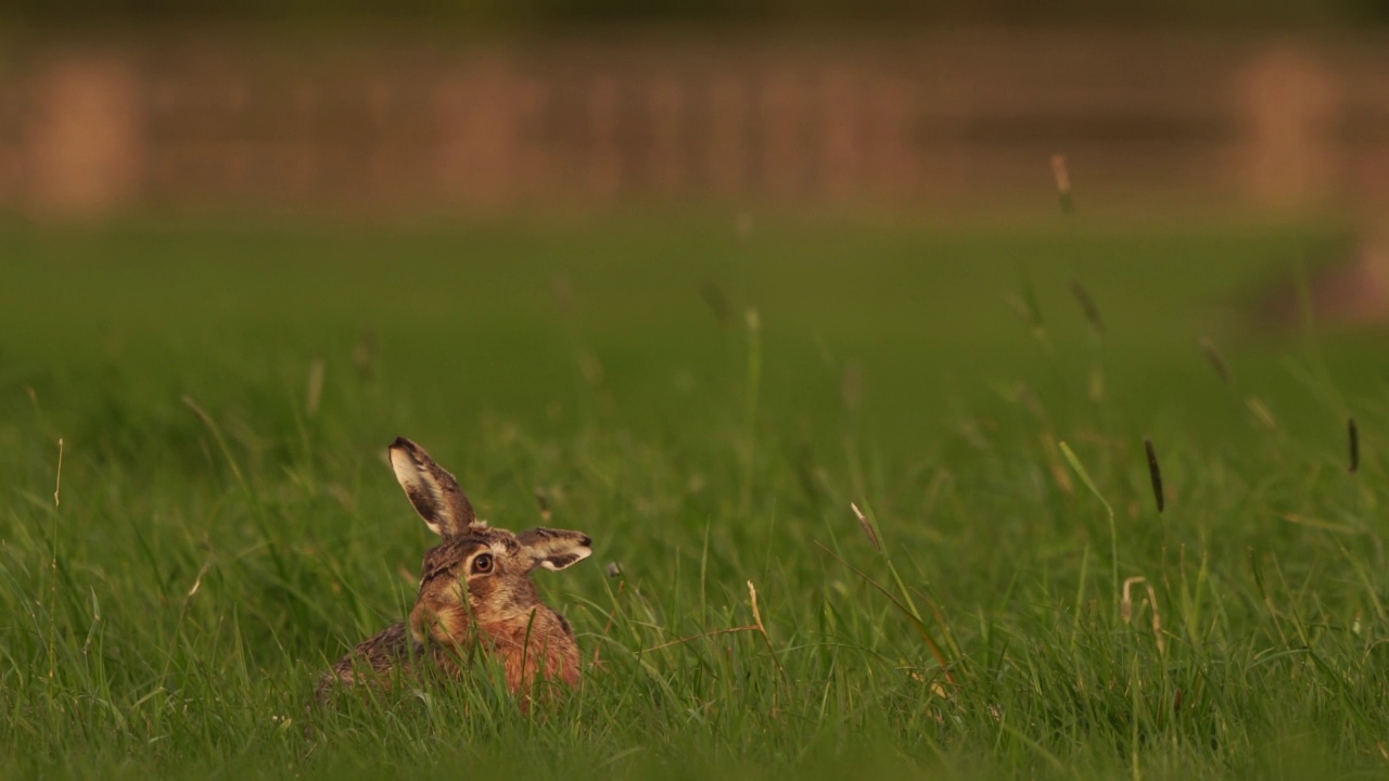 草兔吃草的野兔(草兔视频素材