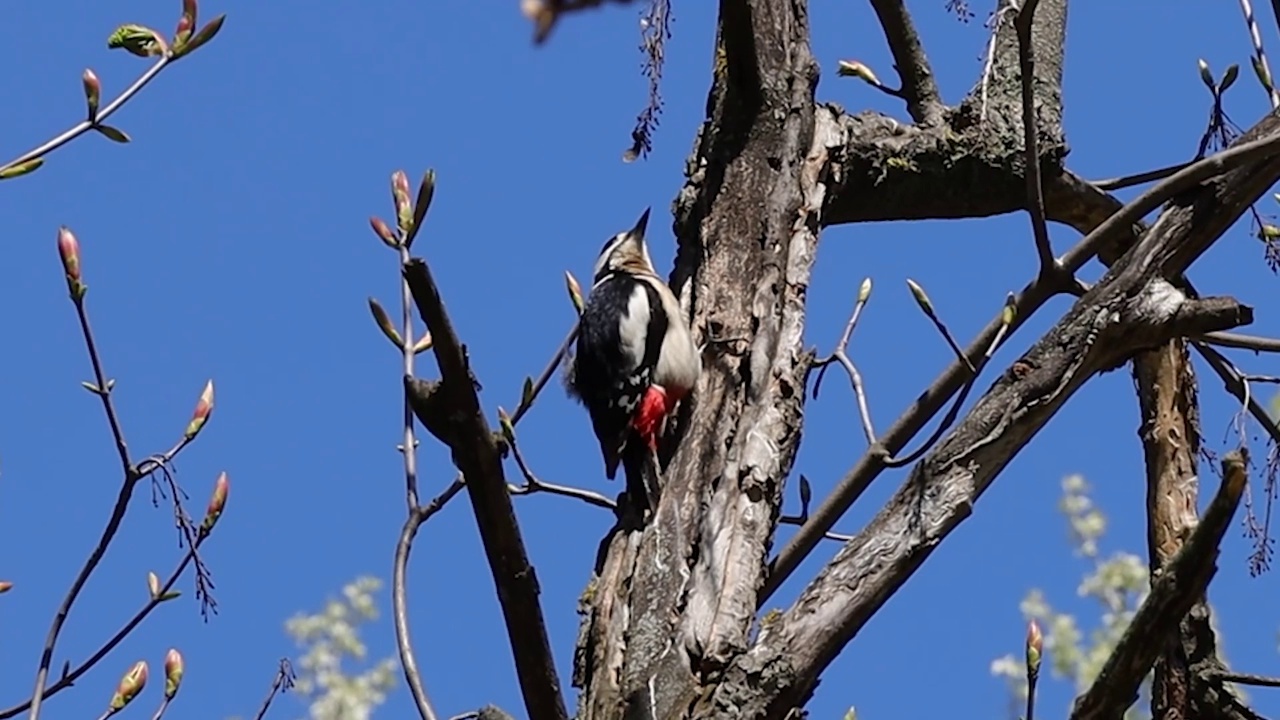 伟大的斑点啄木鸟在树上敲视频下载