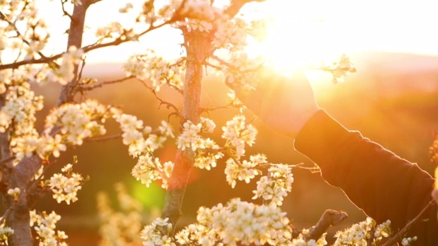 盛开的苹果枝被阳光照射视频下载