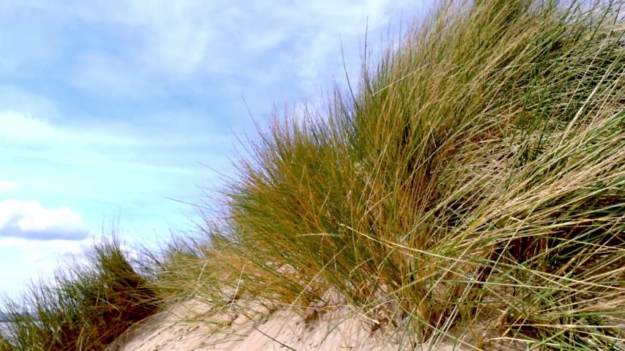 沙丘，风吹，马兰草和蓝天。副本的空间。手持。视频素材