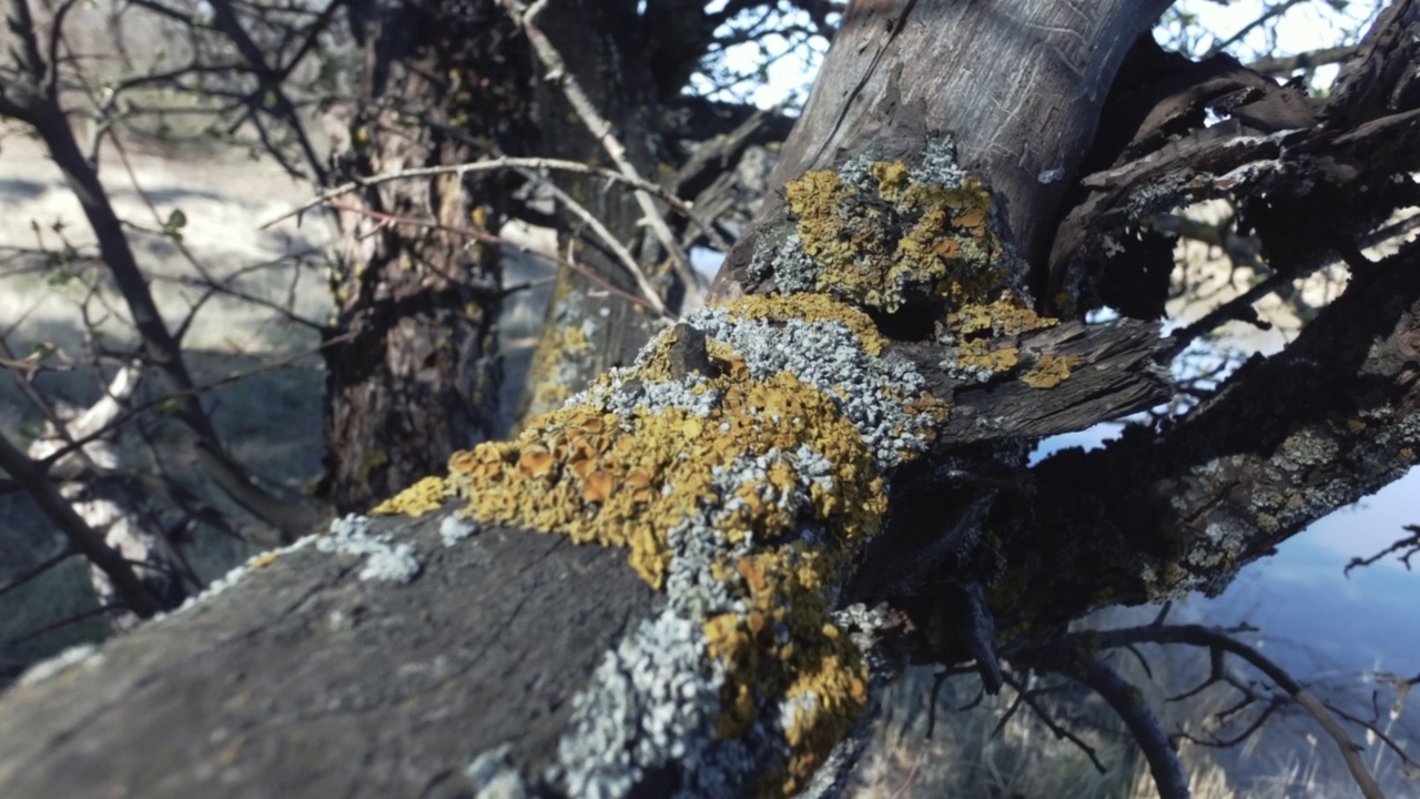 有苔藓和地衣的树干。视频素材