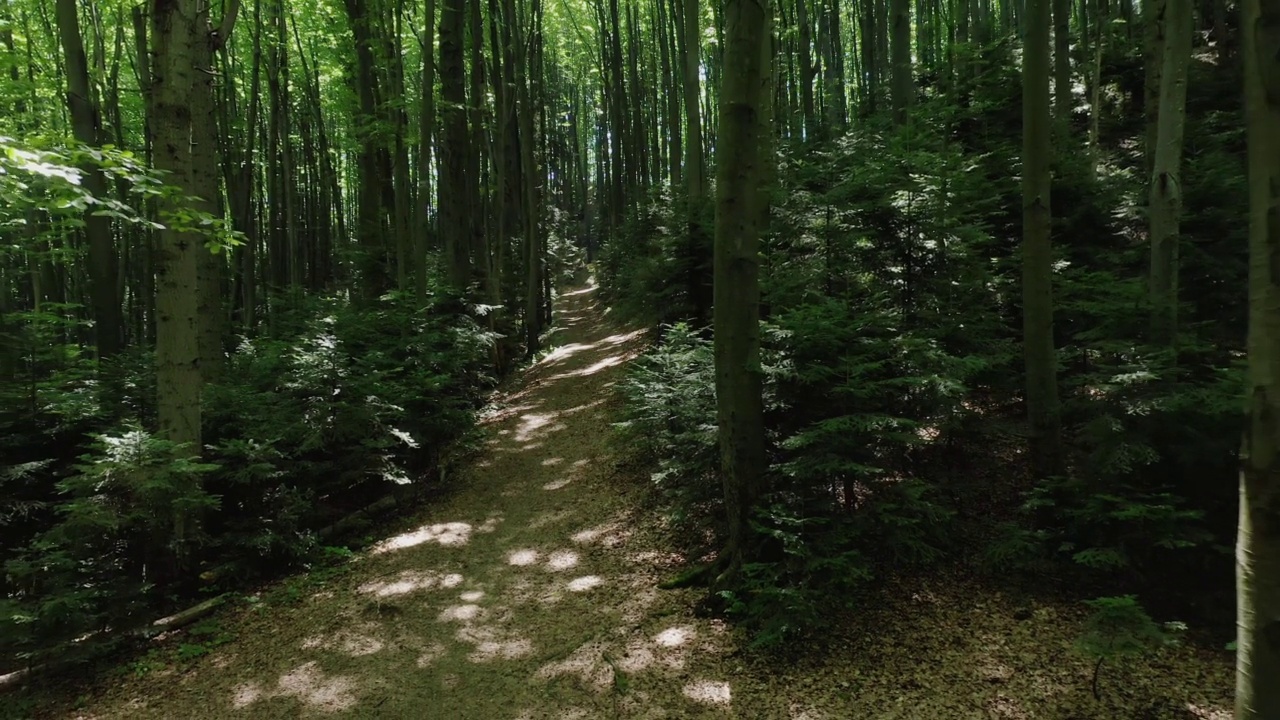 航拍照片从一个缓慢飞行的无人机路径通过一个绿色的落叶林在夏天的一天。视频下载
