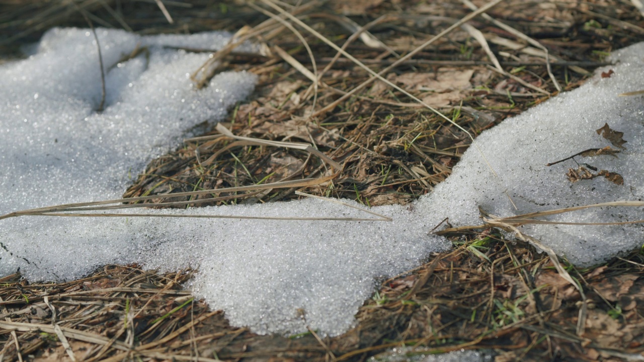 雪融化是季节变化时的自然现象。最后一场雪在春天的干草上。近距离视频素材
