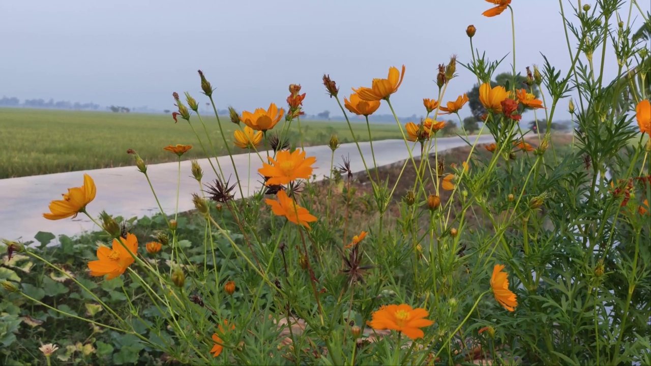 稻田边的花朵在早晨的美丽视频下载