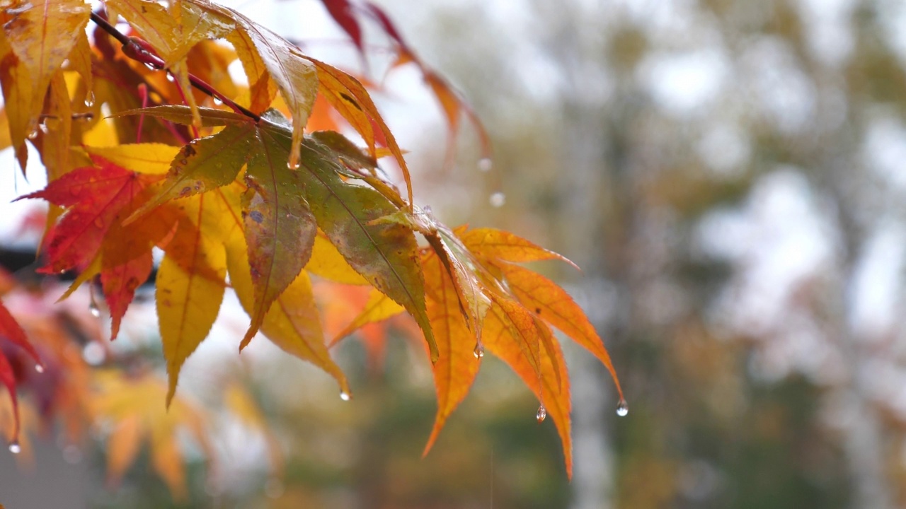 雨滴落在一片蜡质潮湿的叶子上视频素材