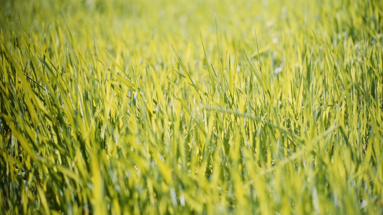 在耕地里吹过小麦幼苗的风的特写。农业的概念。视频素材
