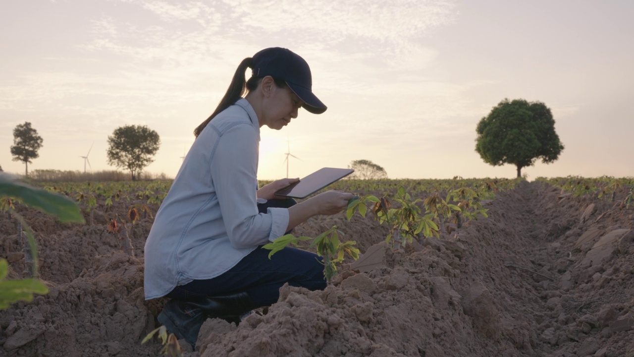 后视图，在夕阳的剪影中，年轻的女农民拿着平板电脑，走在田野里检查农村景色。技术和人/智能农民的概念。视频下载