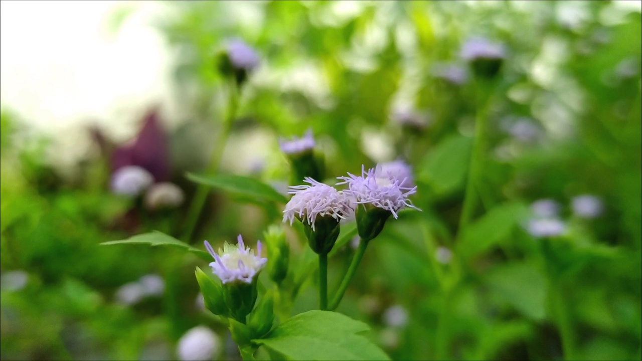 来自植物或杂草的美丽的花，拉丁名Praxelis cleamtidea视频素材