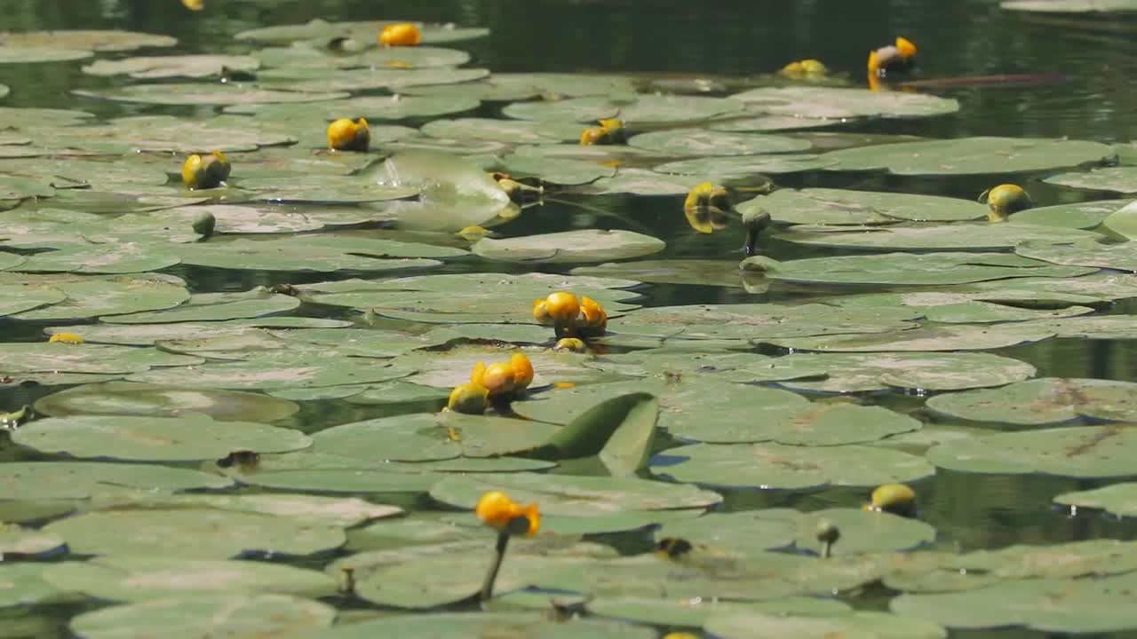 美丽盛开的荷花。莲宝)在水面上。白色的睡莲生长在森林的湖中。视频素材