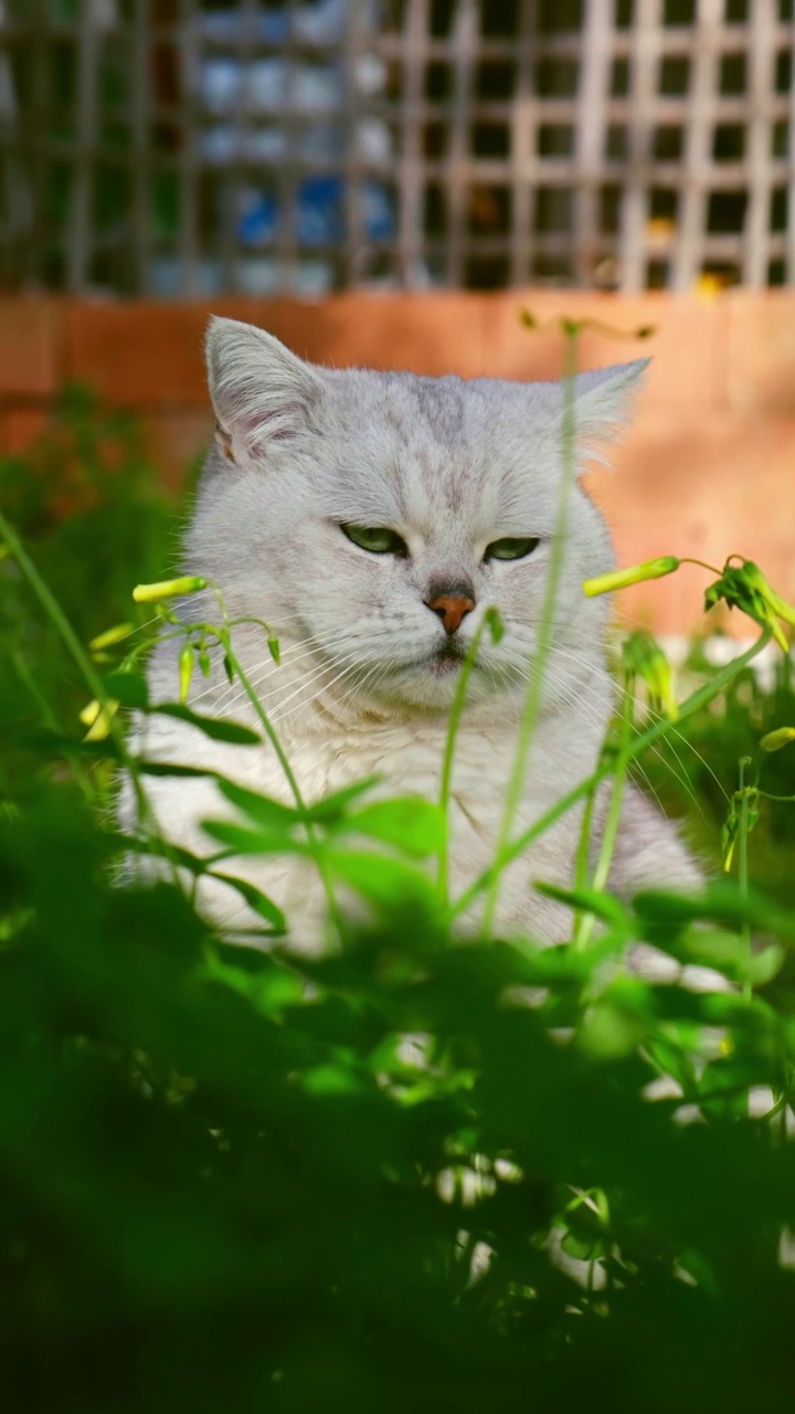 花园里的英国短毛猫视频素材