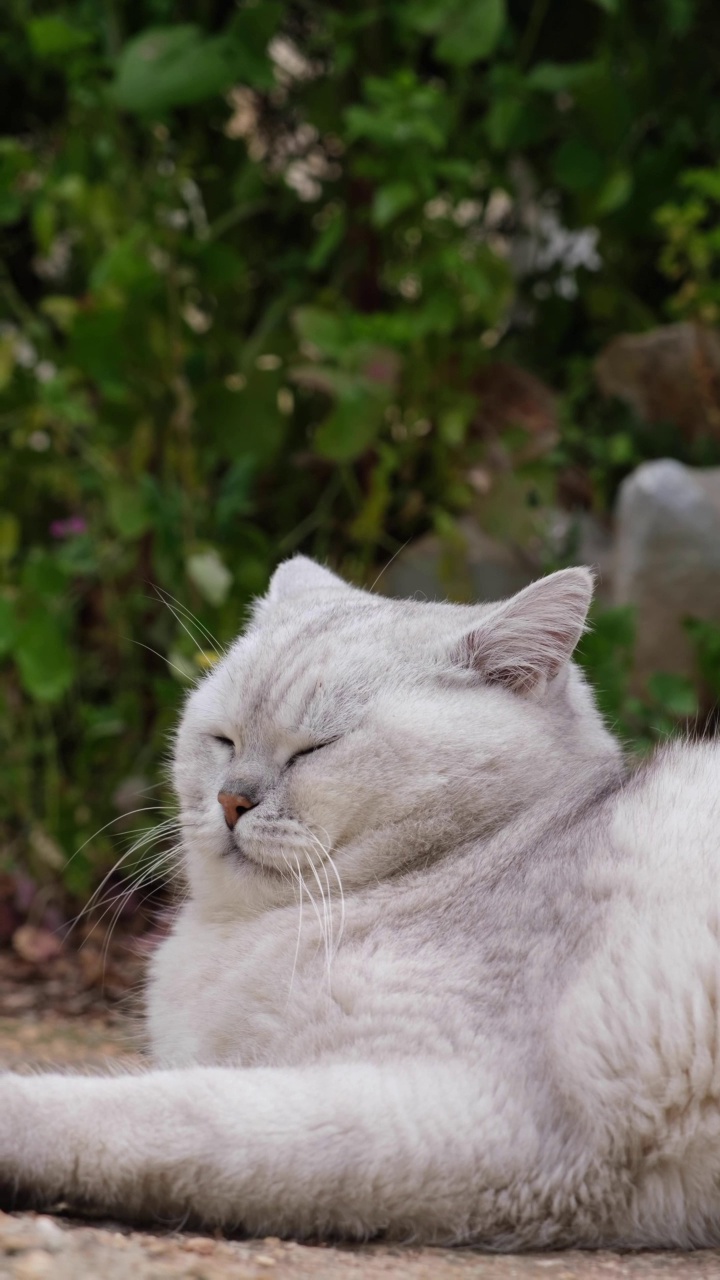 花园里的英国短毛猫视频素材