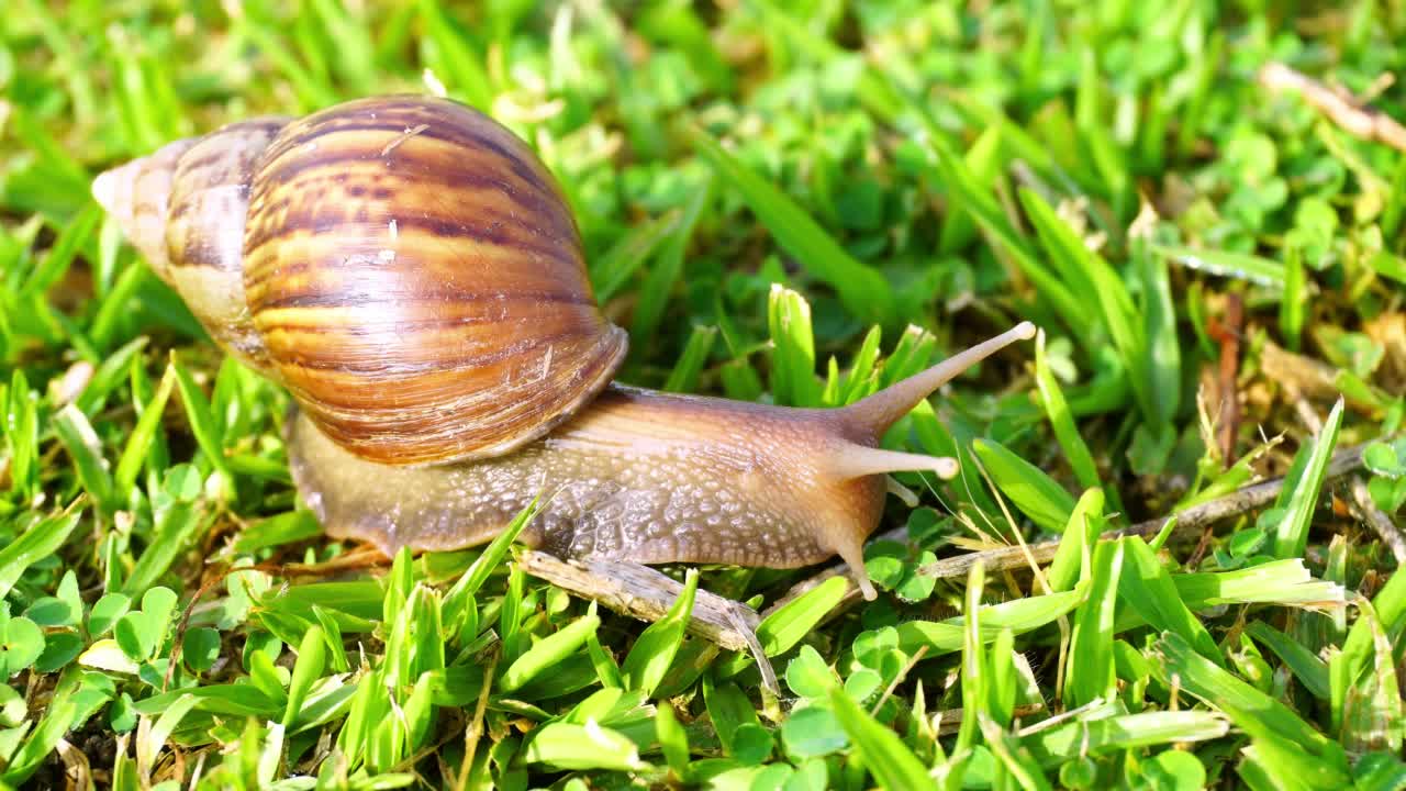 蜗牛在草地上缓慢地移动视频下载