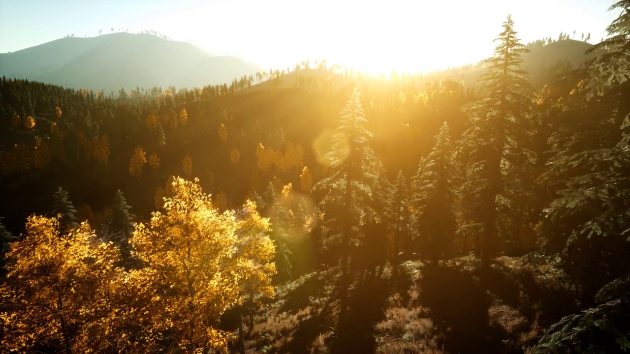 无人机在日落时飞过松树林视频素材